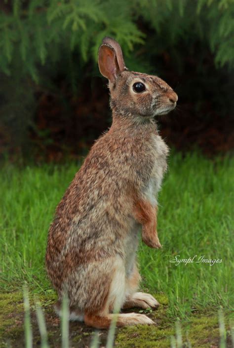 hot ass tumblr|Cottontails .